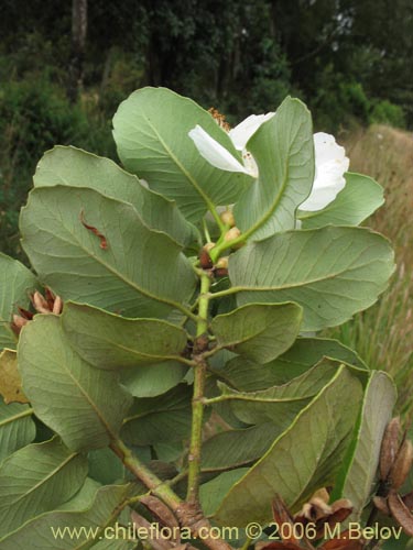 Фотография Eucryphia cordifolia (Ulmo). Щелкните, чтобы увеличить вырез.